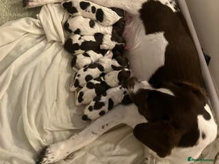 Sprollie dogs Sprollie/Springer Spaniel Puppies - Advert 1