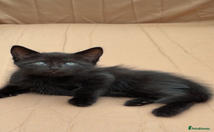 Mixed Breed cats for sale - Advert 1