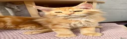 Maine Coon cats for sale: TICA Pedigree Massive Red Kittens - Advert 23