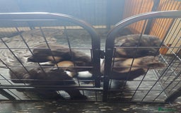 German Shepherd dogs for sale: German shepherd  - Image 1