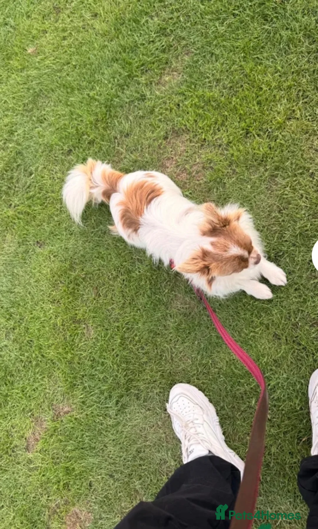Chihuahua dogs for sale: KC long haired chihuahua puppies - Advert 13