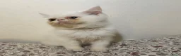 Exotic cats for sale: Exotic Persians - Advert 24