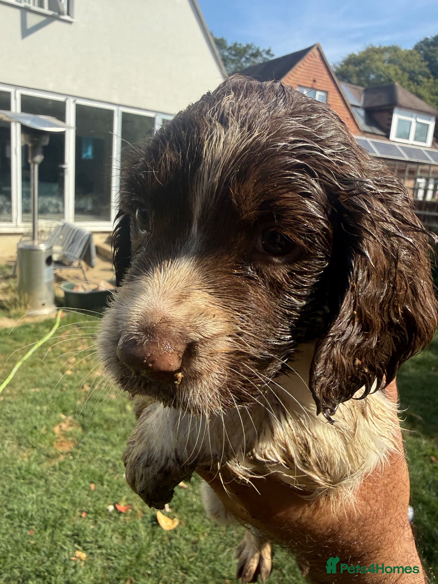 English Springer Spaniel dogs Parents KC registered FTCH line pups - Advert 2