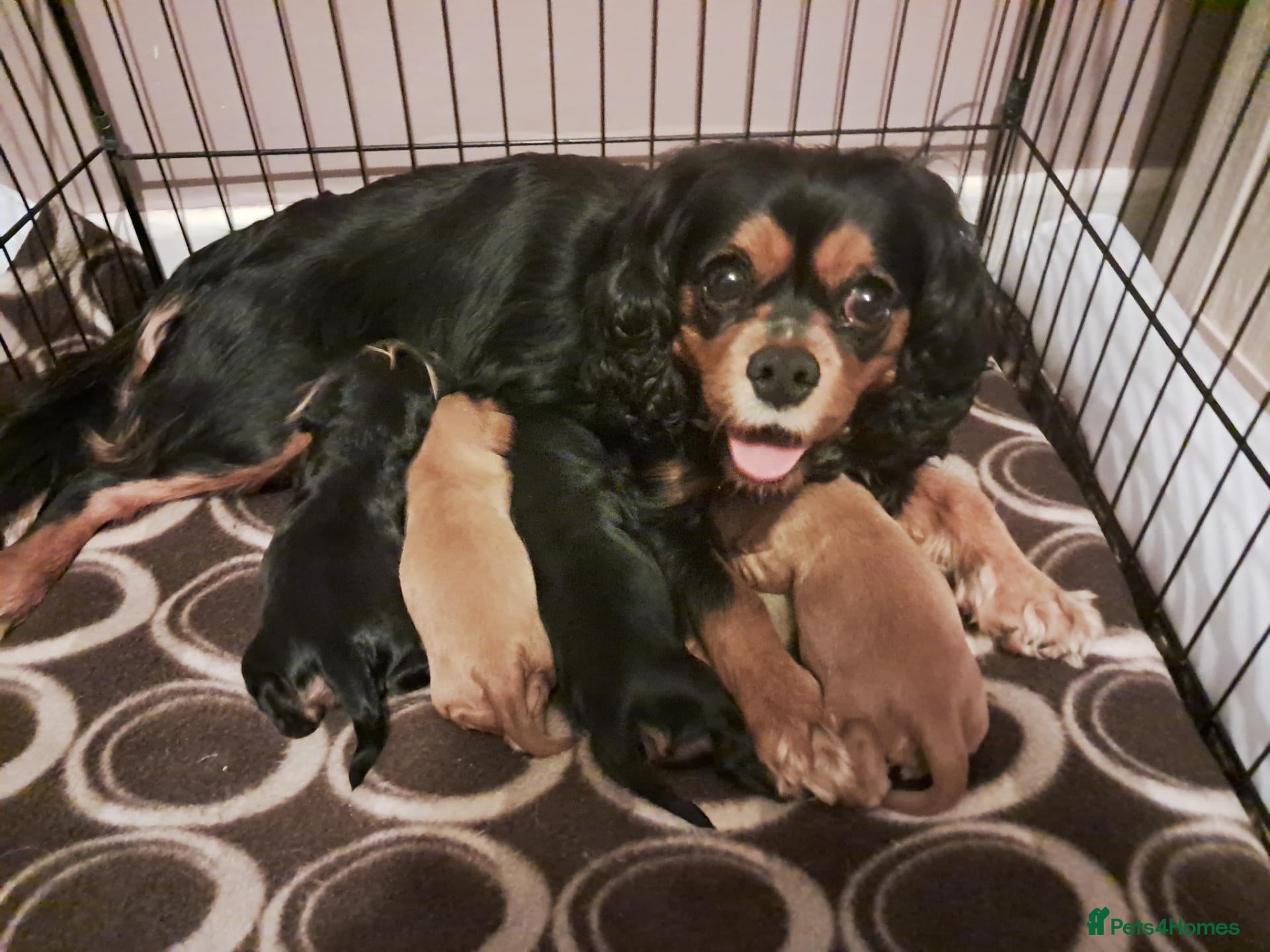 Cavalier King Charles Spaniel dogs KC registered Cavalier puppies  - Advert 11