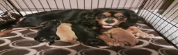 Cavalier King Charles Spaniel dogs for sale: KC registered Cavalier puppies  - Advert 1