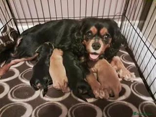 Cavalier King Charles Spaniel dogs KC registered Cavalier puppies - Advert 1