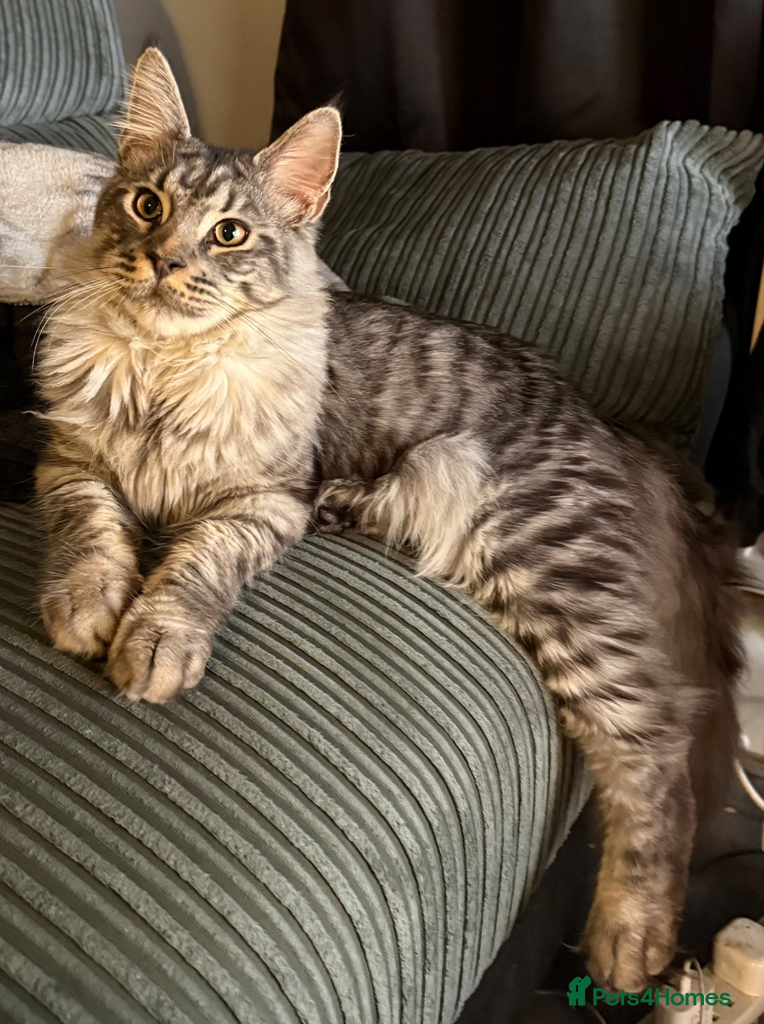 Maine Coon cats Male Mainecoon - Advert 1