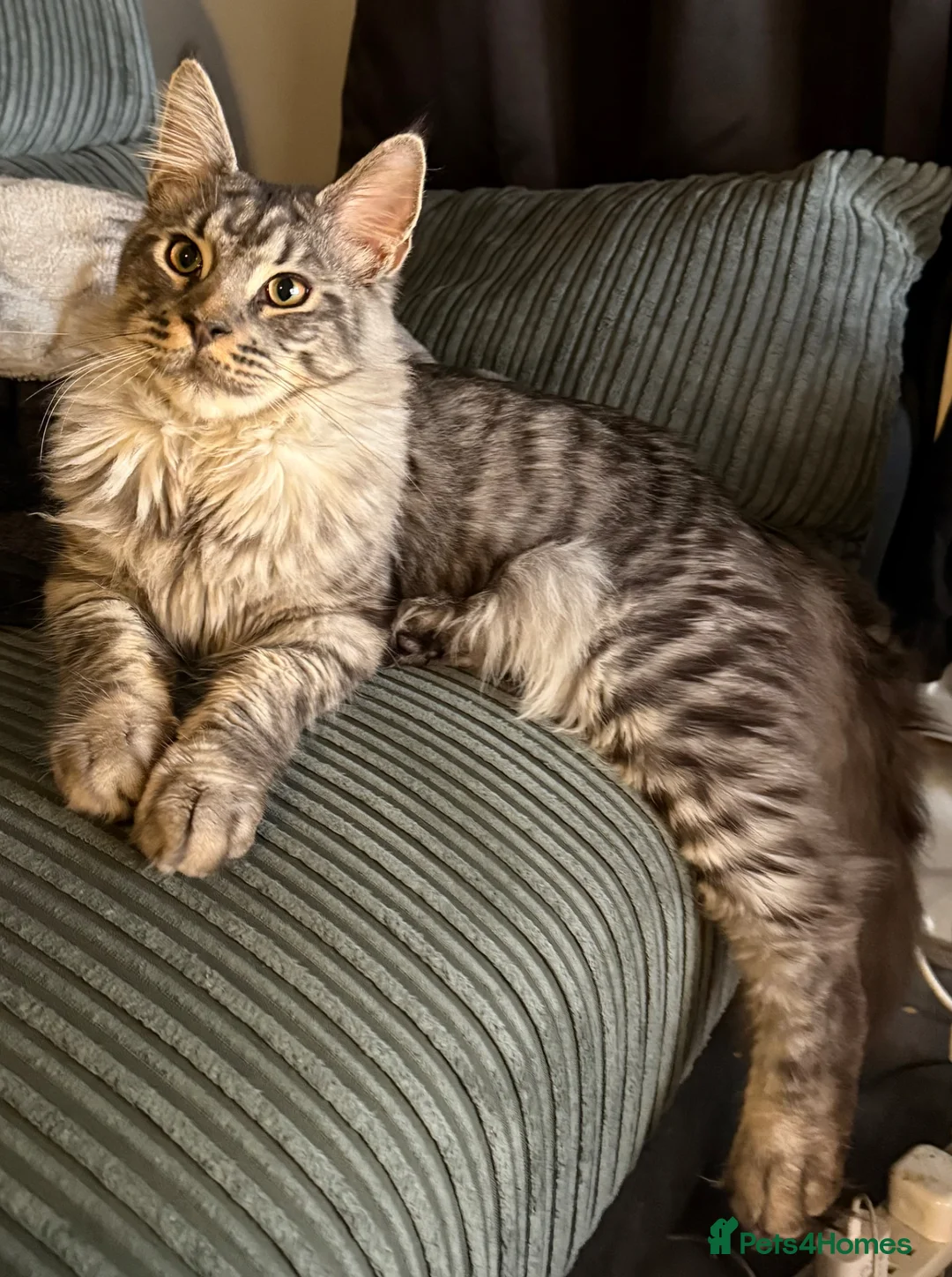 Maine Coon cats for sale: Male Mainecoon - Advert 1