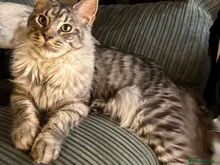 Maine Coon cats Male Mainecoon - Advert 2