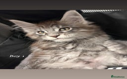 Maine Coon cats for sale: Mainecoon Kittens  - Image 14