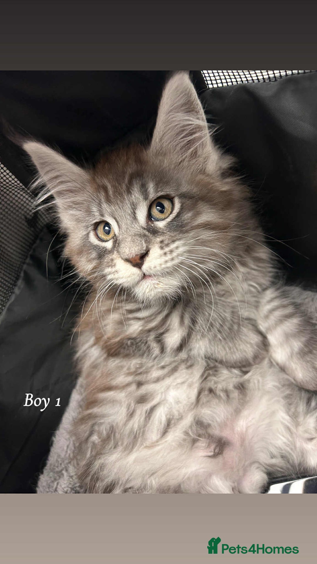 Maine Coon cats for sale: Mainecoon Kittens  - Image 14