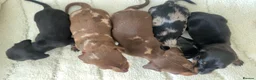 Miniature Dachshund dogs for sale: 🐾Rainbow Litter of Miniature Daschaunds🐾 in Orpington - Advert 3