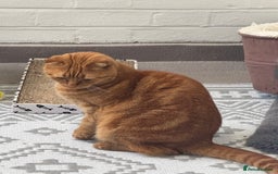 Scottish Fold cats for sale: Rio (. Scottish fold) - Image 2