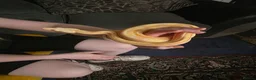 Boa Snake reptiles for sale: CB25 motley albino female boa constrictor  in Stourbridge - Advert 3