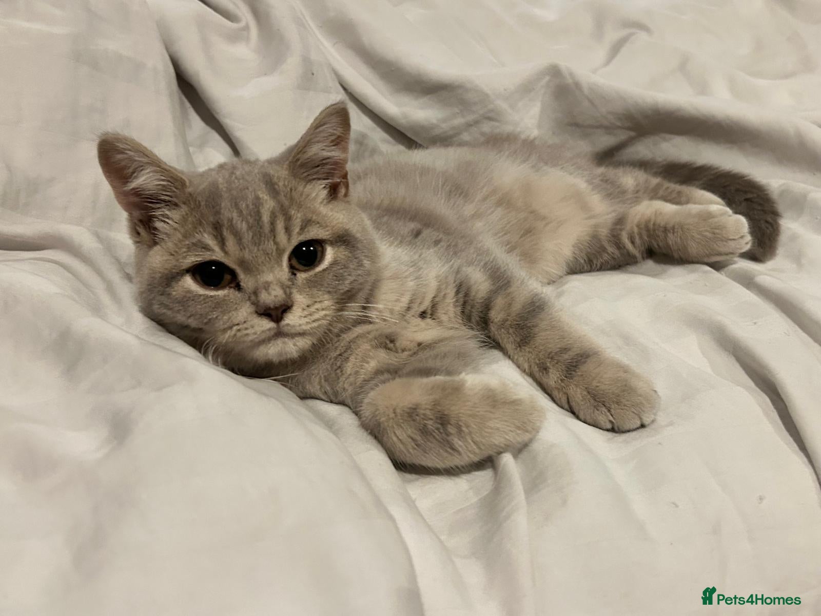 Scottish Fold cats Adorable Scottish Fold Kittens - Advert 1