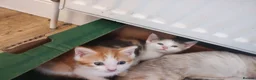 British Shorthair cats for sale: Five stunning kittens available immediately  - Advert 11
