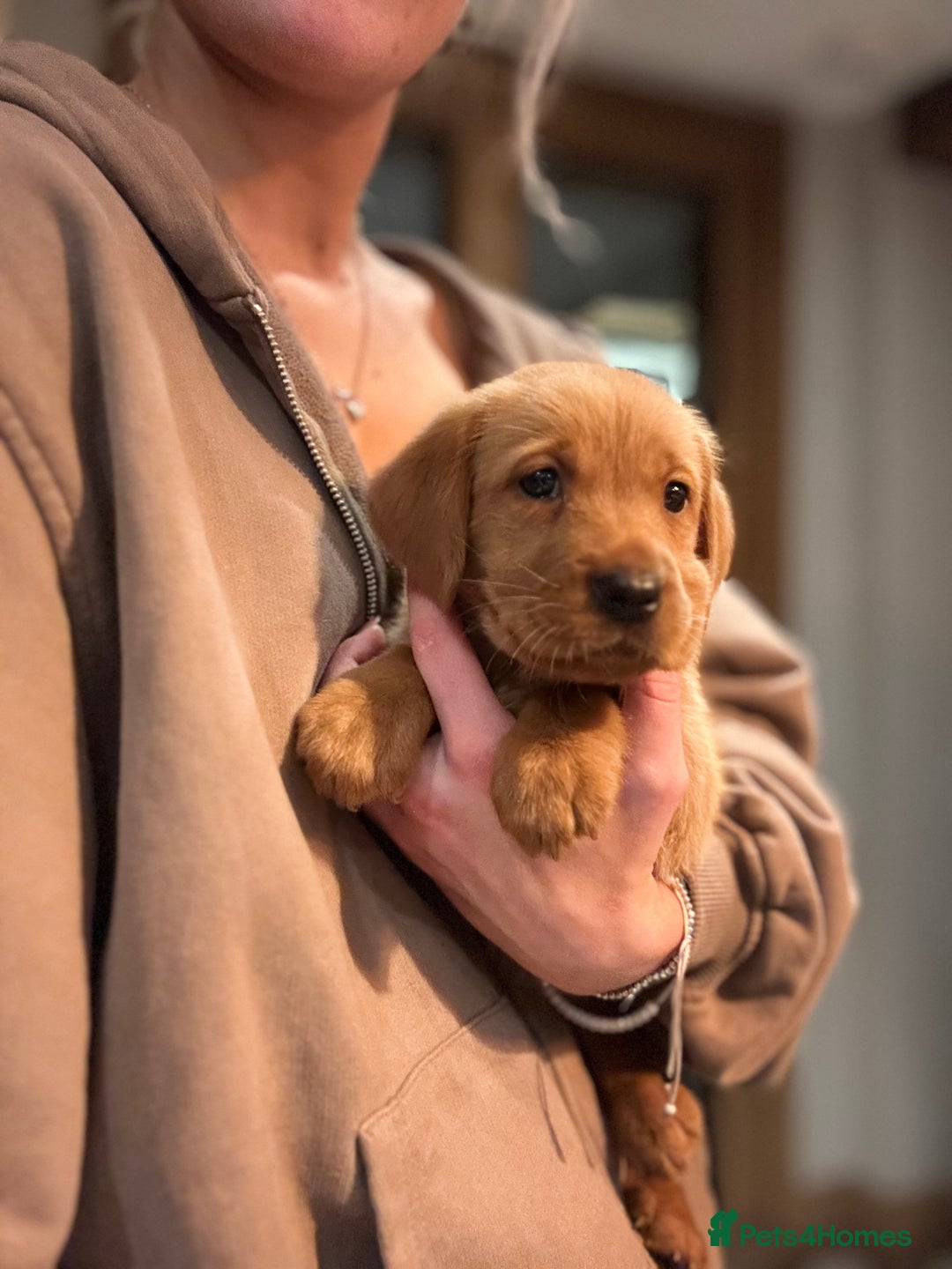 Mixed Breed poultry for sale: 🐶 KC Registered Fox Red Labrador Puppies 🐶 - Advert 5