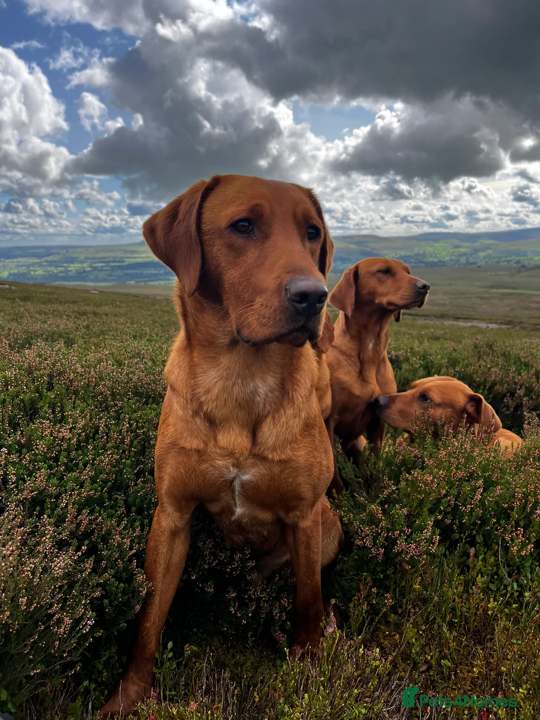 Labrador Retriever dogs for stud: ✨PROVEN FULLY HEALTH TESTED WORKING RED LABRADOR✨ in Hawes - Advert 22