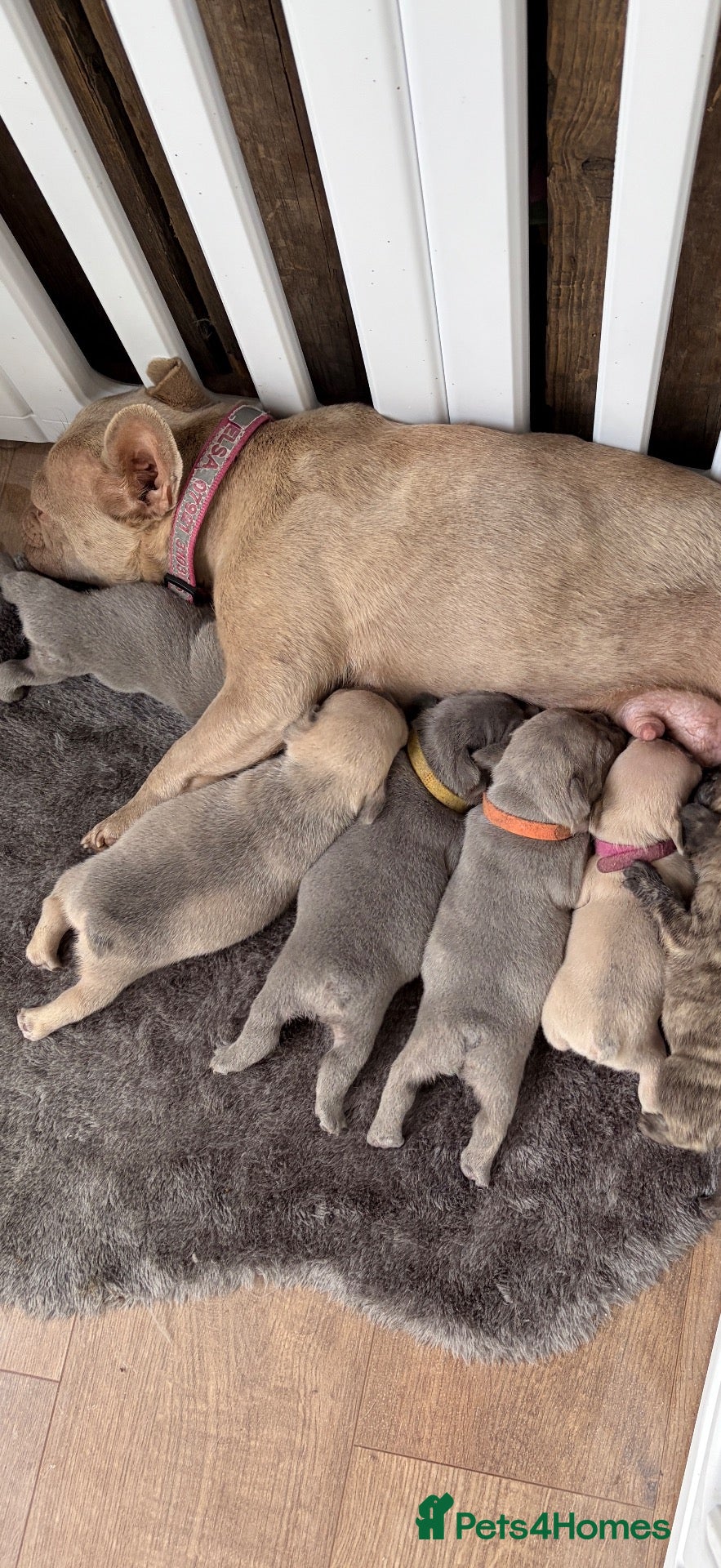 French Bulldog dogs French Bulldog Puppies ready now Derby  - Advert 14