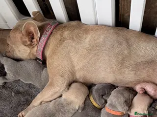 French Bulldog dogs French Bulldog Puppies ready now Derby - Advert 2