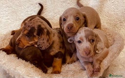 Miniature Dachshund dogs for sale: Miniature Dachshund puppies for sale  - Image 6