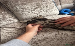 Domestic Shorthair cats for sale: Kitten looking for forever home  - Image 1