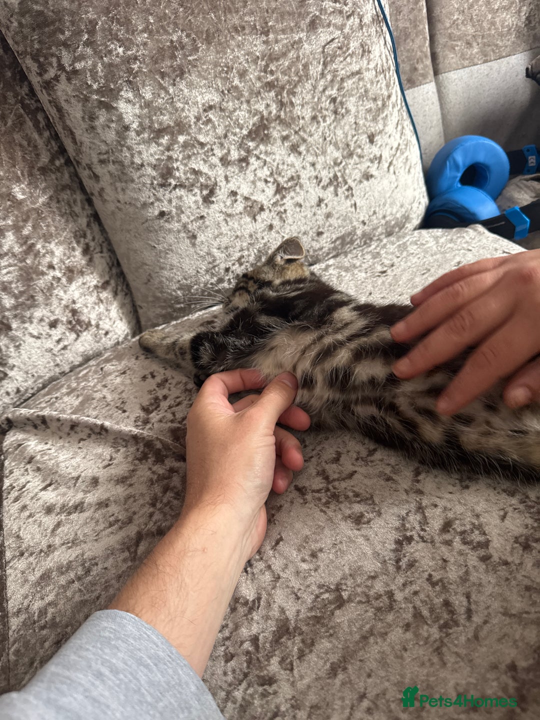 Domestic Shorthair cats for sale: Kitten looking for forever home  - Image 1