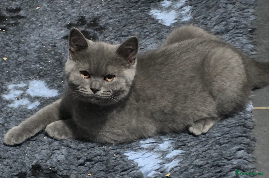 British Shorthair cats for sale: GCCF REG. ACTIVE BSH KITTENS SHOW LINES - Image 2