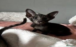 Oriental cats for sale: Pure breed Oriental kittens  - Image 5