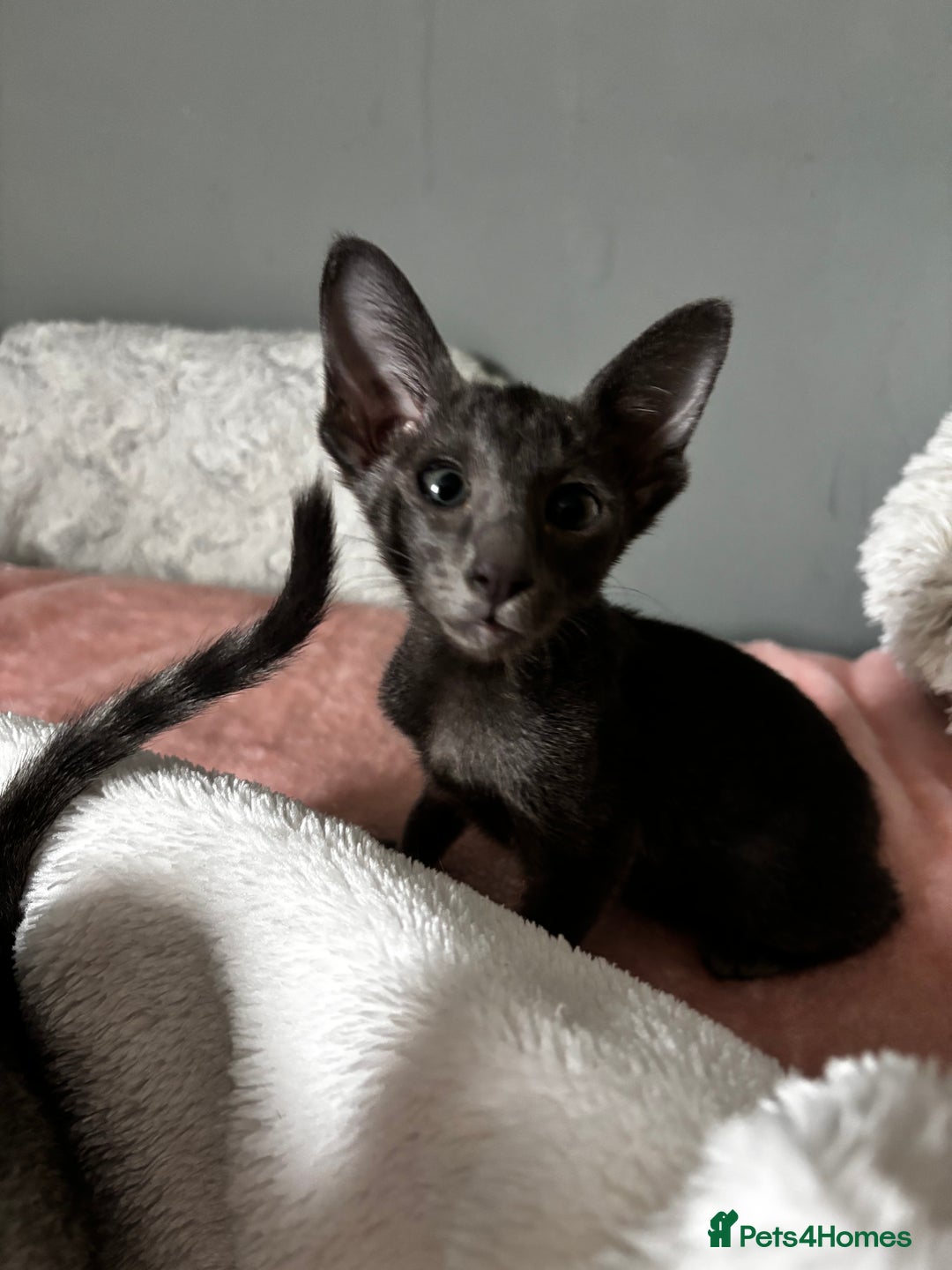 Oriental cats for sale: Pure breed Oriental kittens  - Image 5