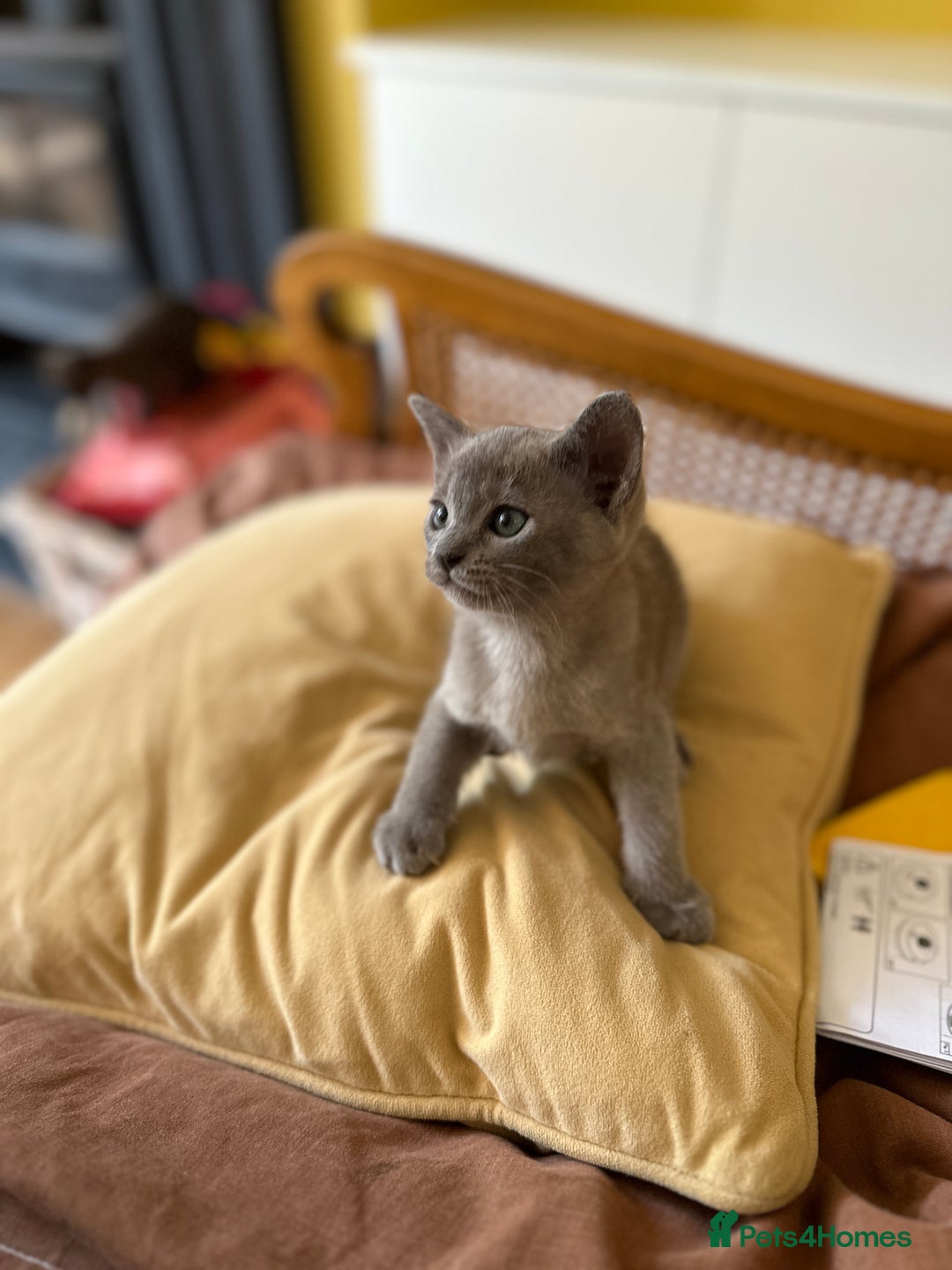 Burmese cats for sale: Happy Healthy GCCF Burmese Kittens in London - Image 7