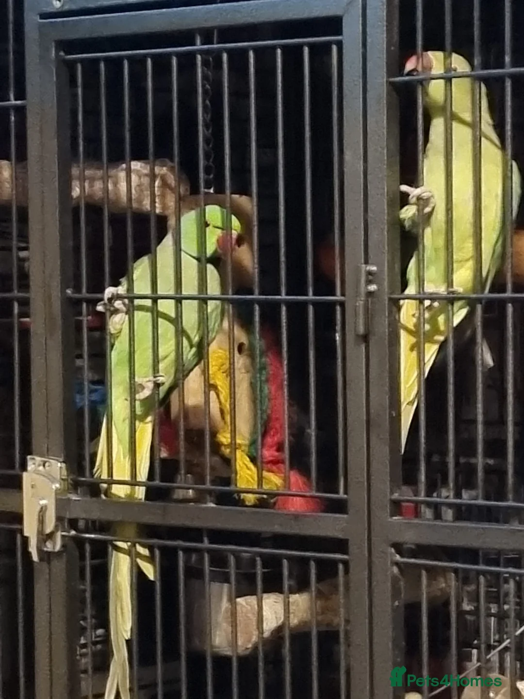 Ringnecks birds for sale: African ringnecks - Advert 3