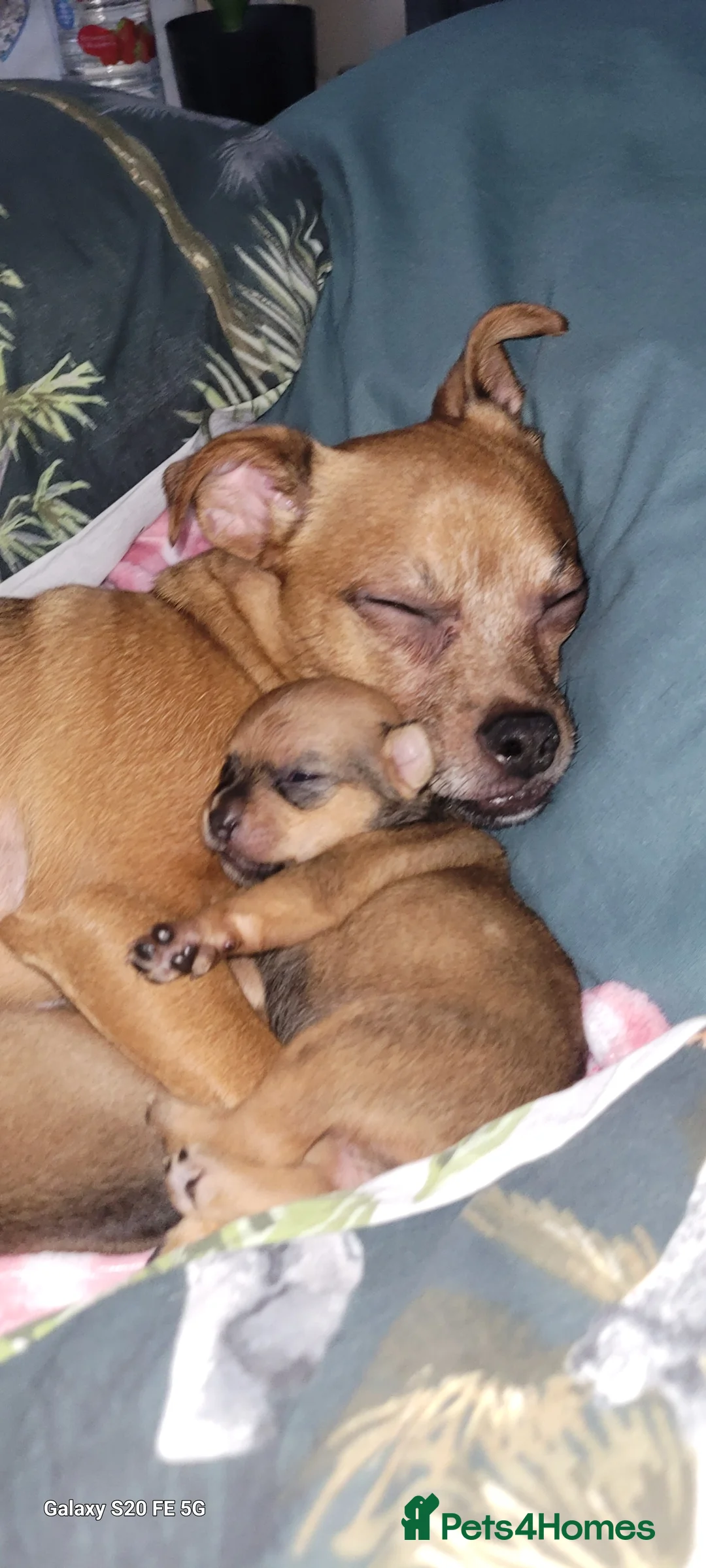 Jug dogs for sale: Jug pupies - Advert 5