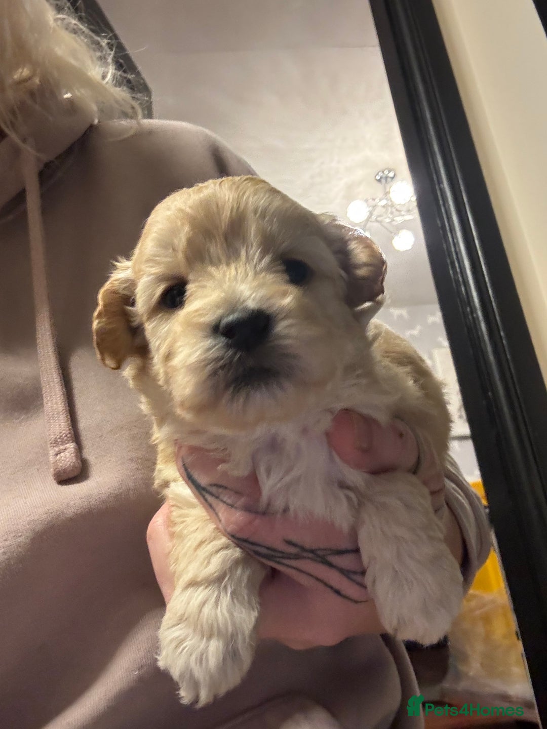 Maltipoo dogs for sale: Teddy bear maltipoo puppies  - Advert 2
