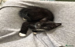 British Shorthair cats for sale: Beautiful loving Black/white rescued girl Kitten - Image 5