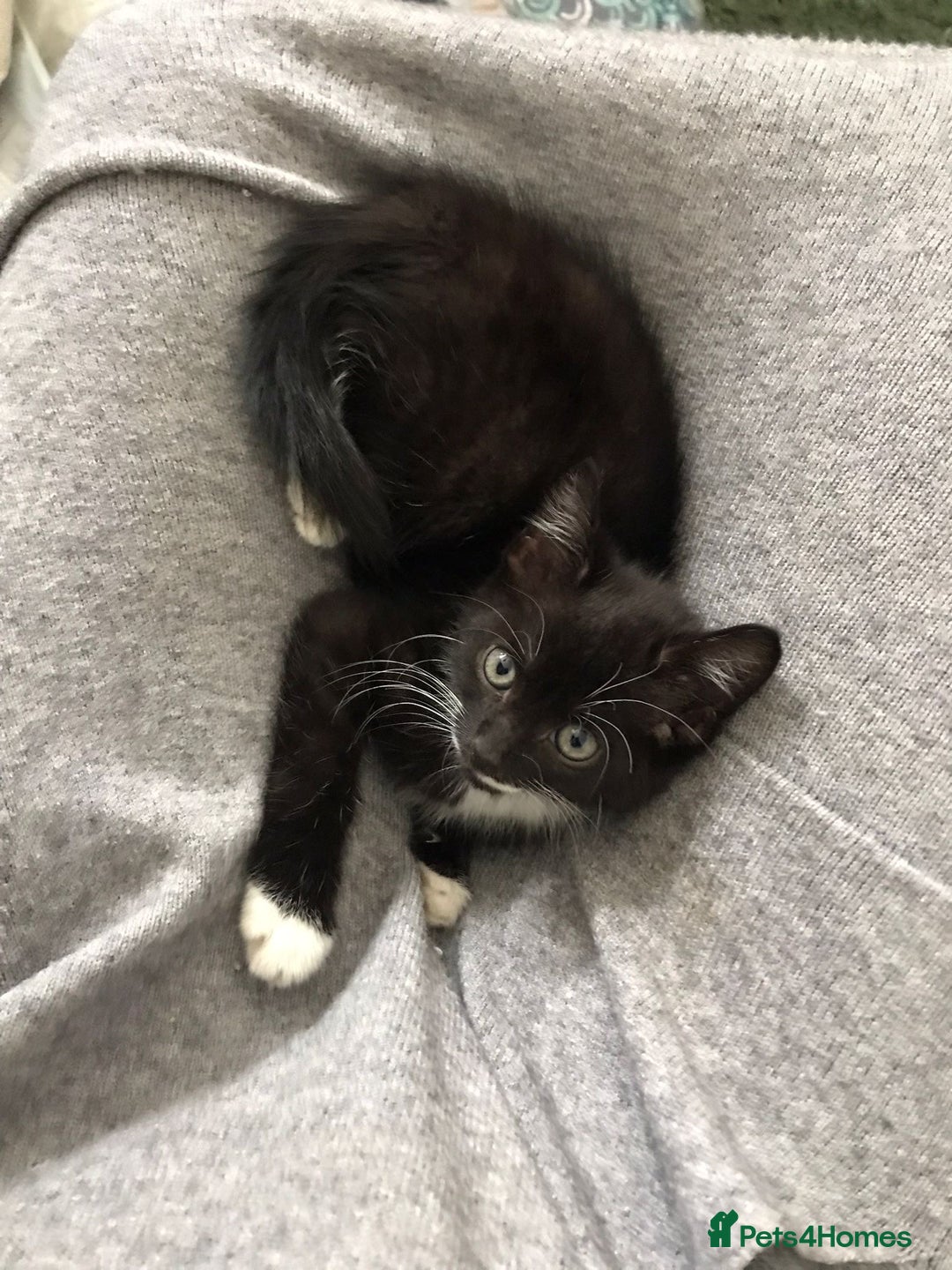 British Shorthair cats for sale: Beautiful loving Black/white rescued girl Kitten - Image 5