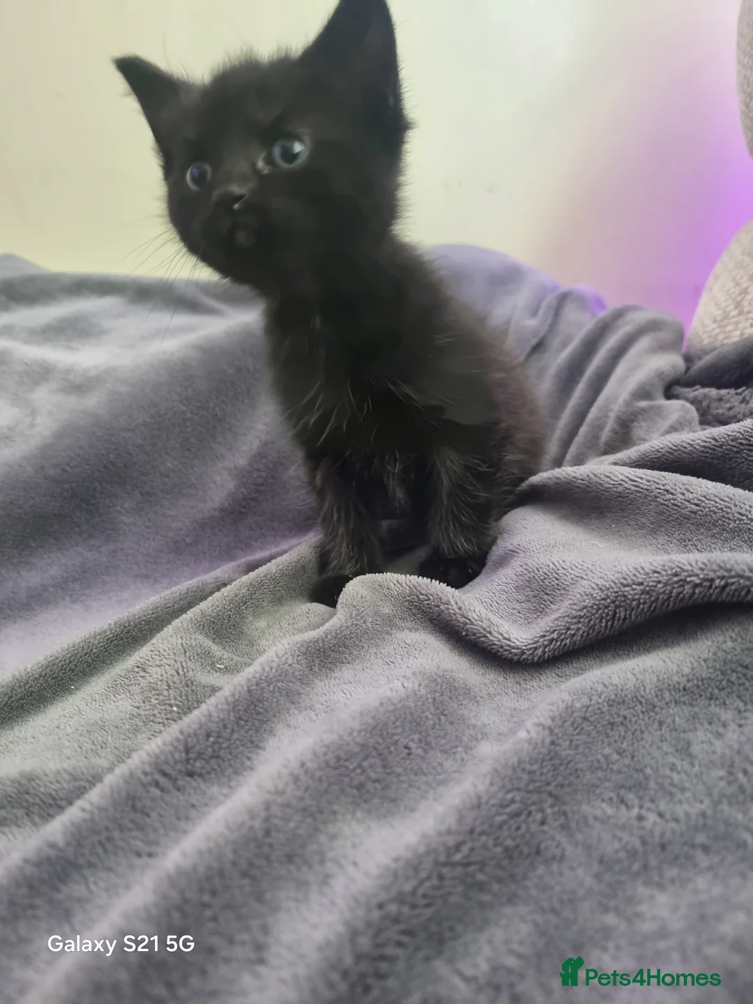 Mixed Breed cats for sale: long-haired kittens looking for a loving home - Advert 32