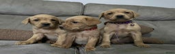 Labrador Retriever dogs for sale: Kc Fox Red Labs Ready Now  - Advert 8