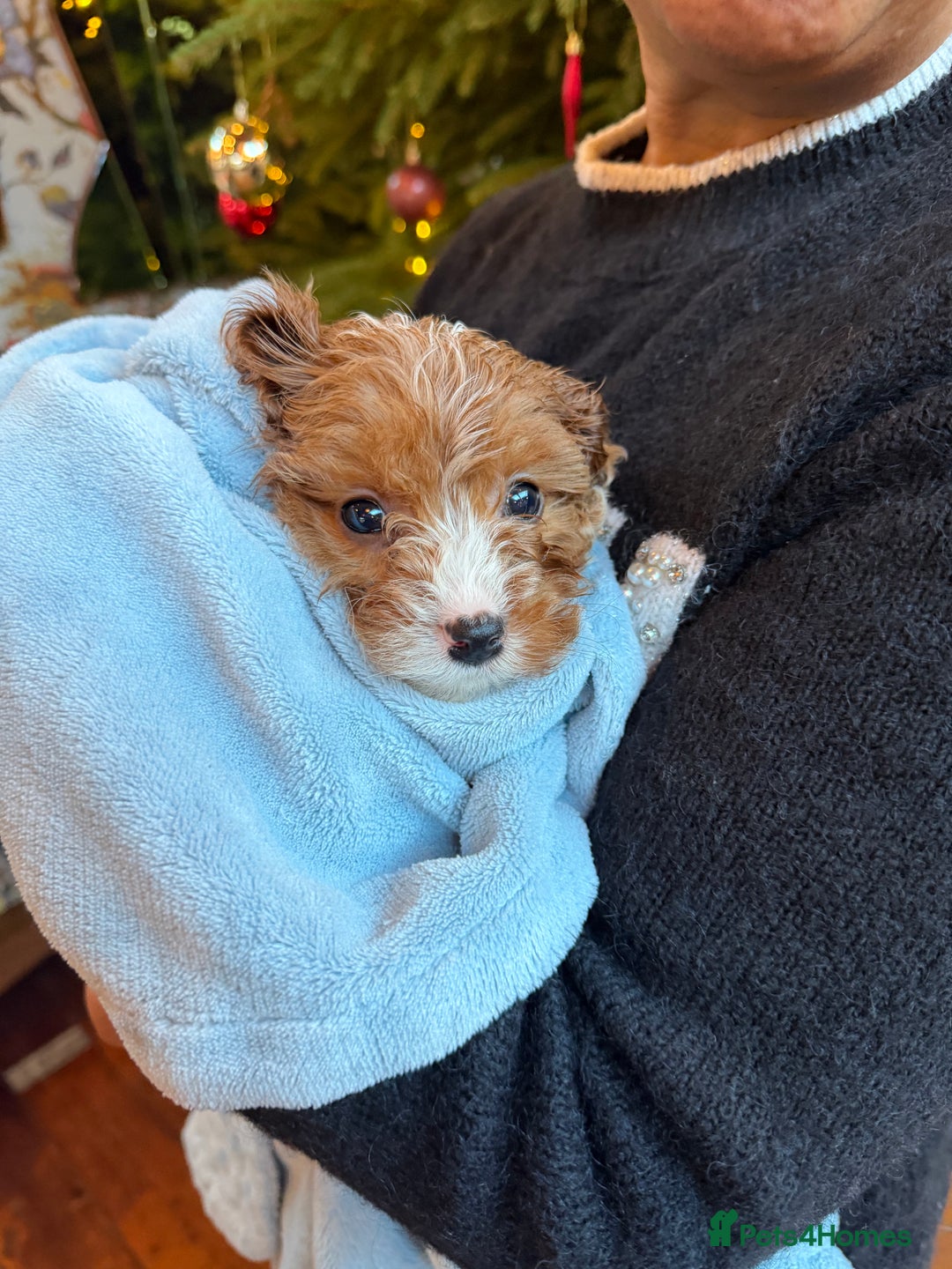 Cavapoo dogs for sale: Cavapoo puppyn - Advert 4