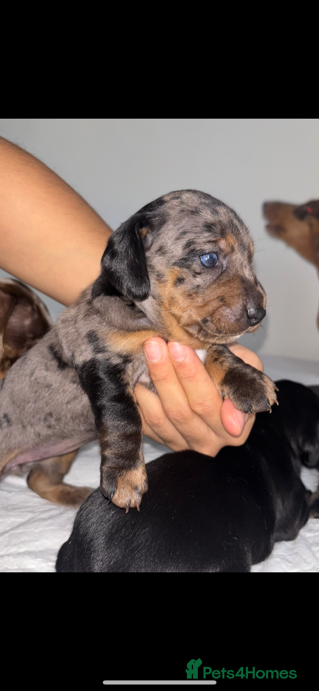 Mixed Breed dogs for sale: Miniature dachshunds puppies - Advert 2
