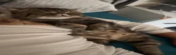 Exotic cats for sale: Exotic short hair tabby  in Bradford - Advert 4