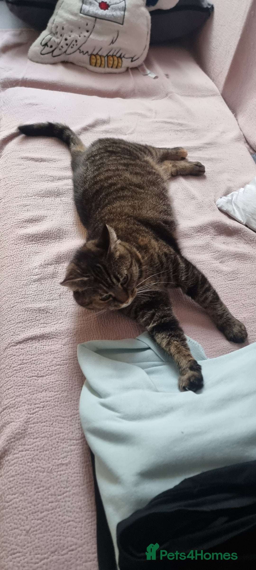 Mixed Breed cats for sale: Ria    - Advert 4