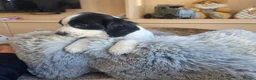 Cocker Spaniel dogs for sale: Working type Cocker Spaniels Ready now - Advert 15