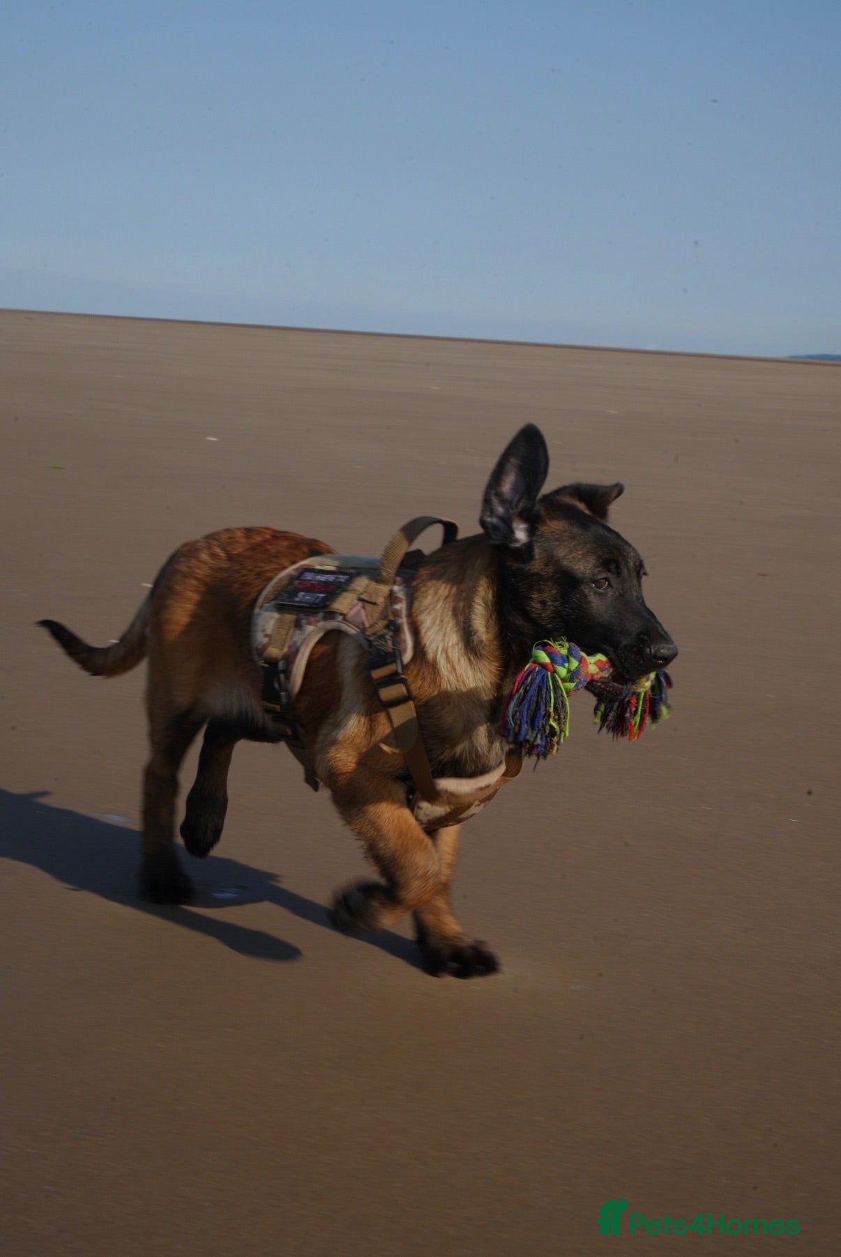 Belgian Shepherd Dog dogs Belgian Mallanois for sale  - Advert 6