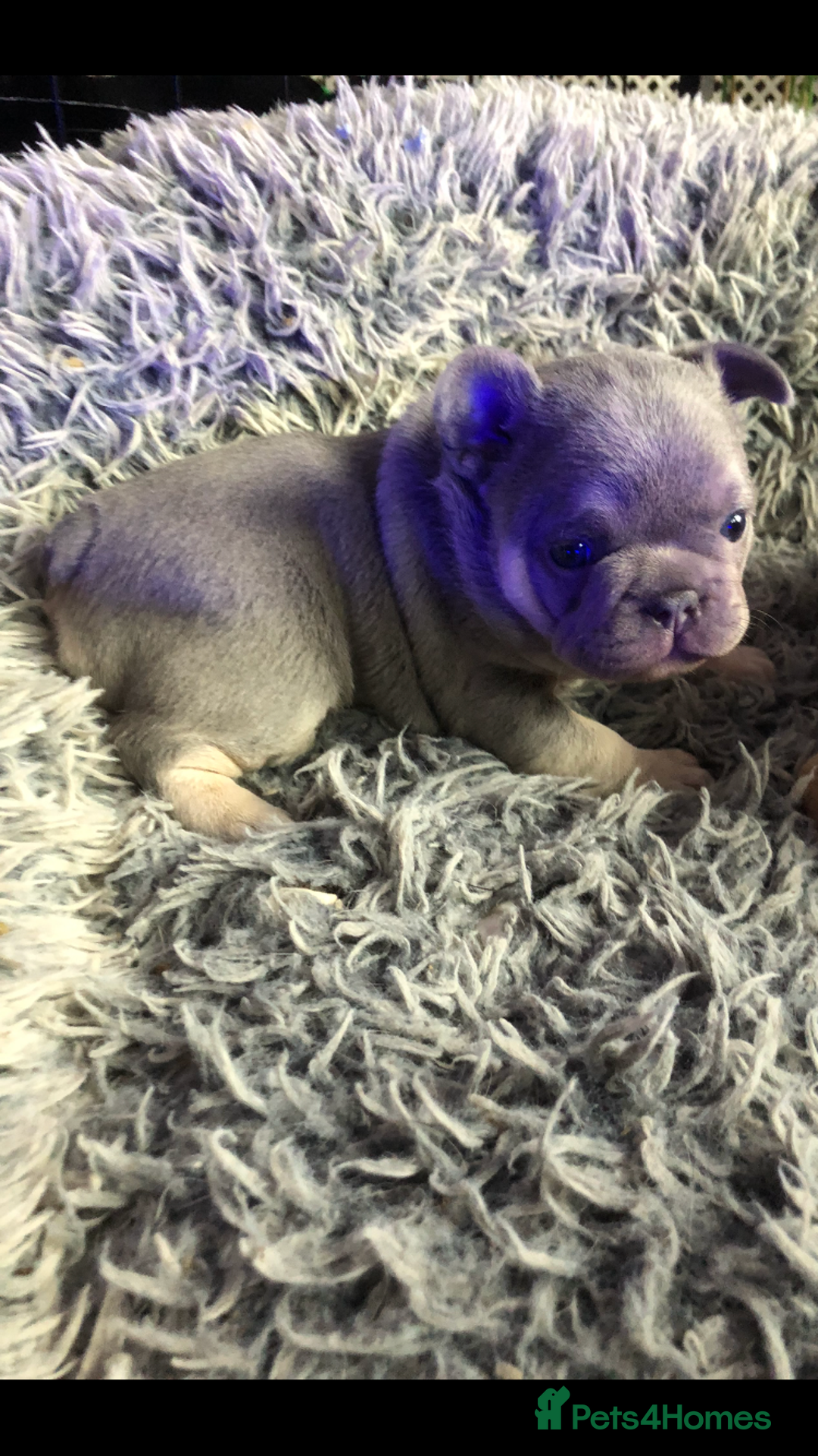 French Bulldog dogs for sale: Two boys  - Advert 7