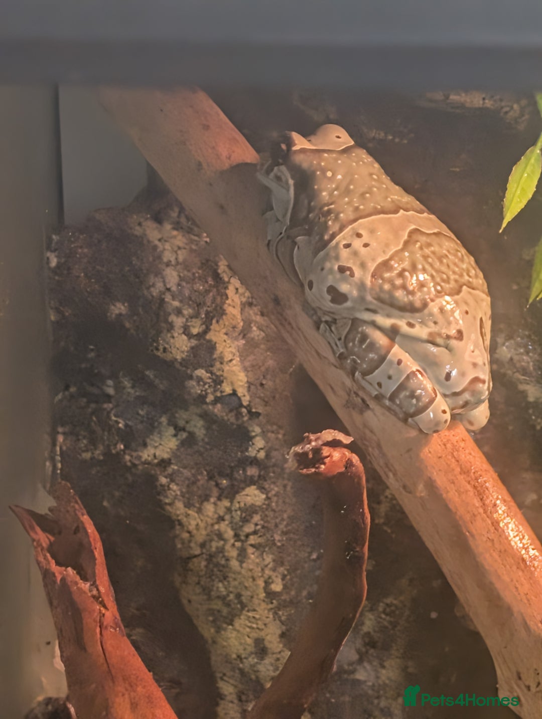 Frog reptiles for sale: Downsizing tree frogs  - Image 9