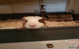 Guinea Pig rodents for sale: Bonded pair of young female guinea pigs - Advert 4