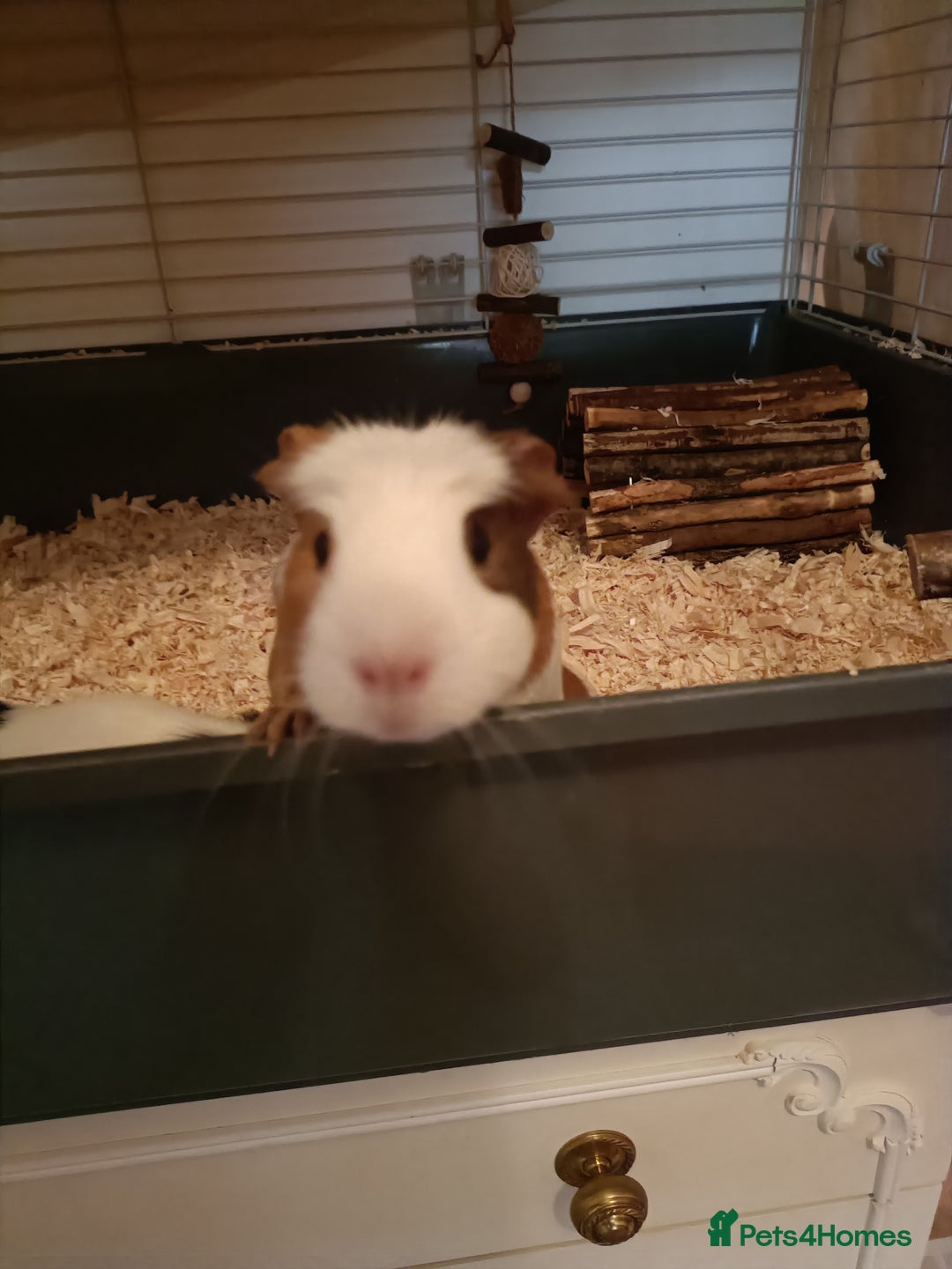 Guinea Pig rodents for sale: Bonded pair of young female guinea pigs - Advert 4