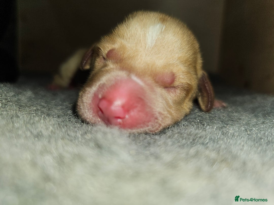 Labrador Retriever dogs for sale: KC reg Labrador puppies – Black and Yellow  - Image 10