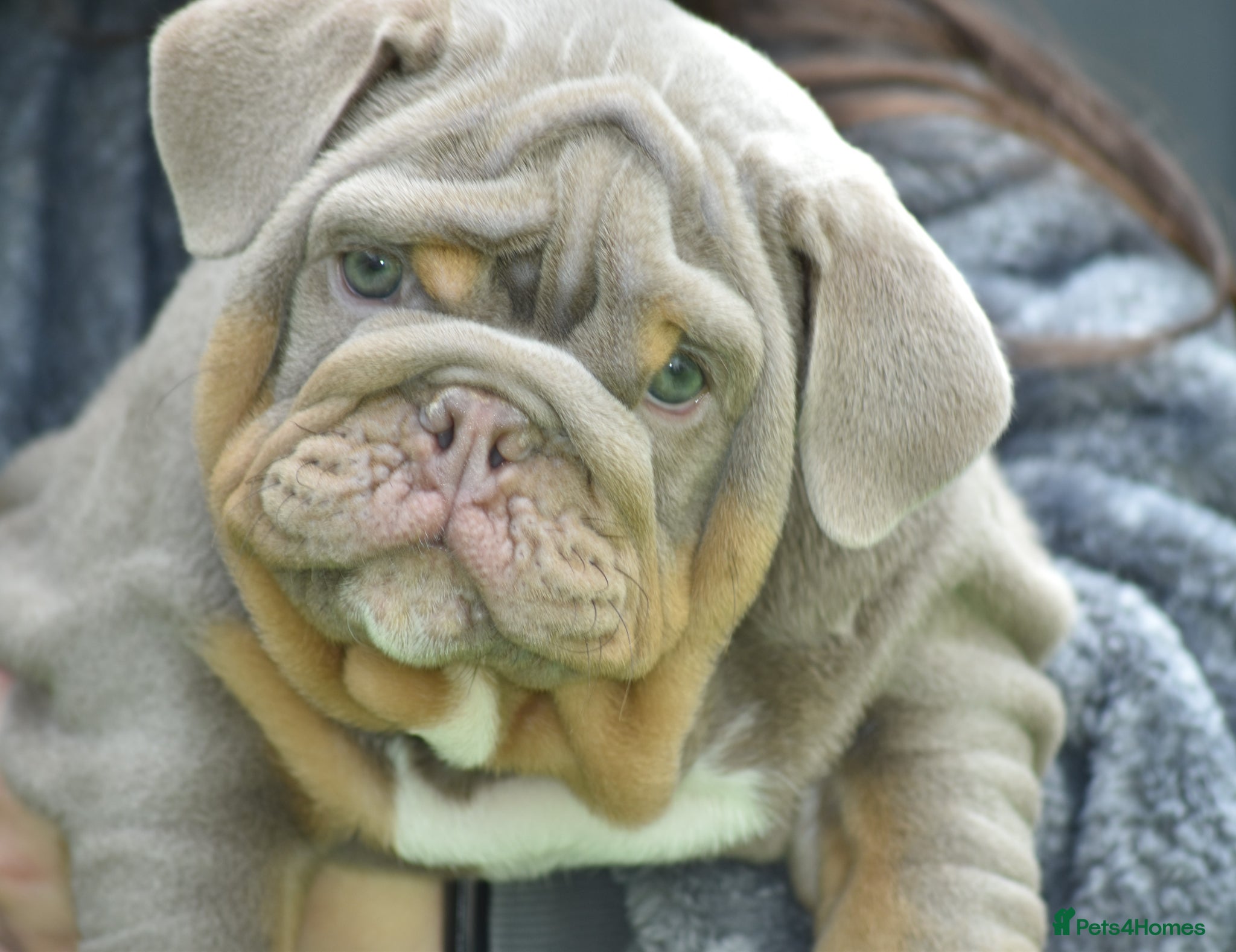 English Bulldog dogs Outstanding Male Bulldog AVAILABLE NOW - Advert 7